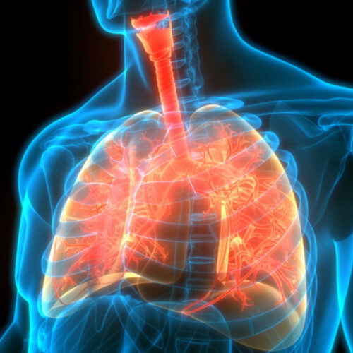 Human Respiratory System Lungs Anatomy Astm bronșic